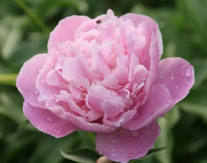 喜欢芍药花的人的性格怎么样