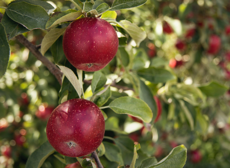 果树追肥用哪种肥料最好