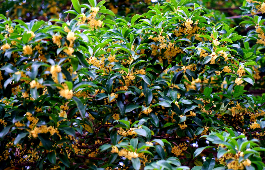 桂花啥时候修剪