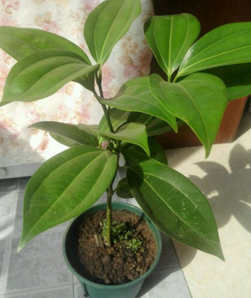 平安树几月份扦插成活高