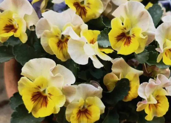 三色堇一年开几次花