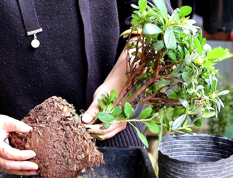 杜鹃花根系太密怎样换土
