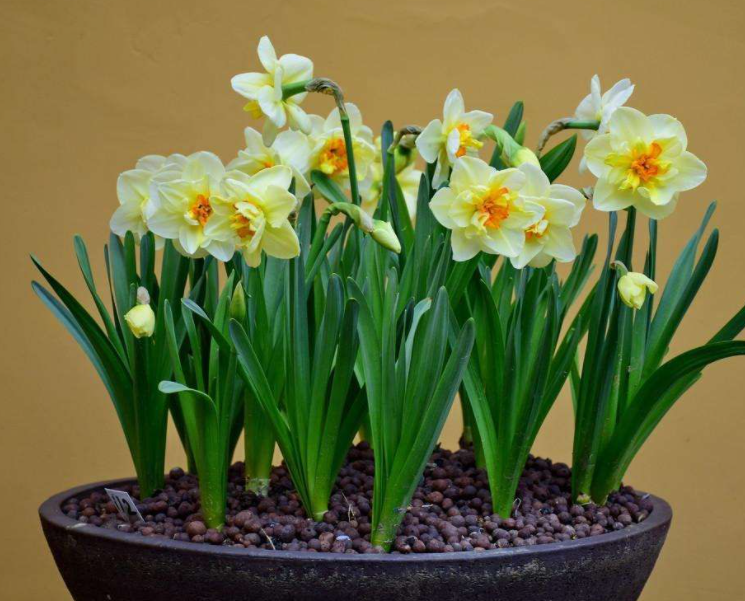 养水仙花的注意事项