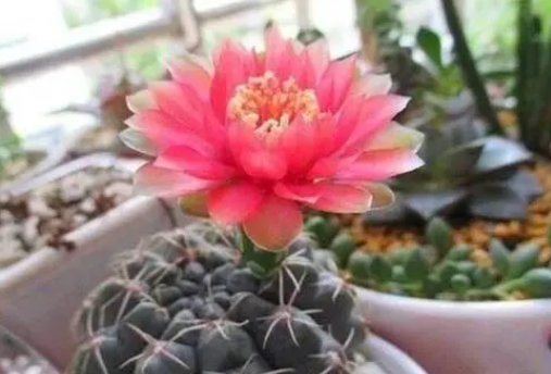 绯花玉如何爆盆