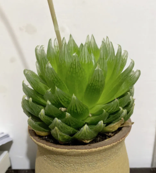 玉露开花了要剪掉吗