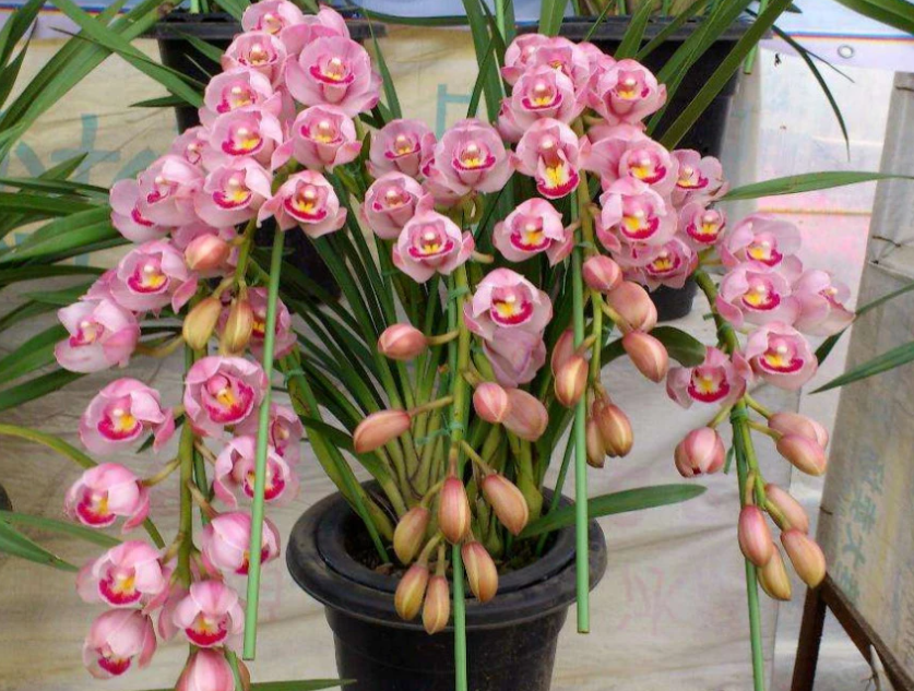 大花蕙兰夏天怎么养