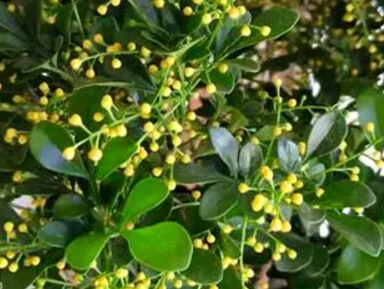 米兰从花苞到开花多长时间