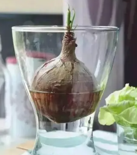 洋葱水浇什么花最好