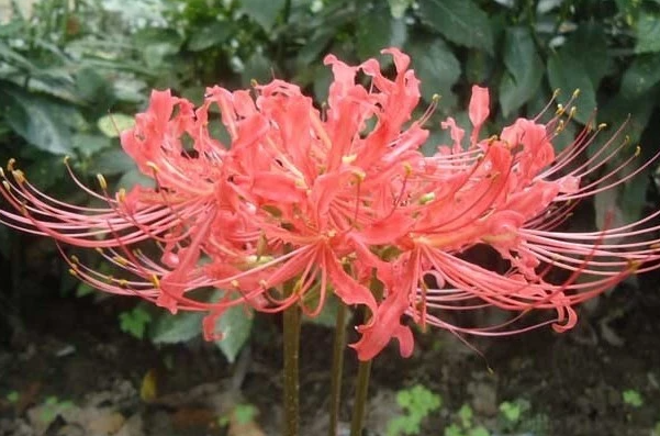 彼岸花在北方怎么养