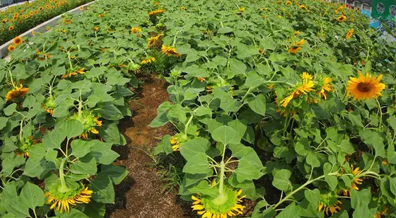 观赏葵花几月播种