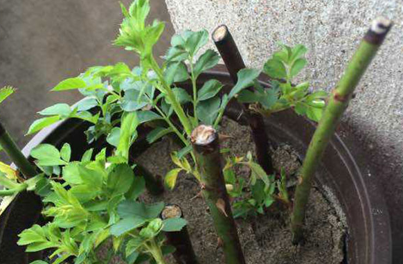 扦插蔷薇花什么季节为最佳