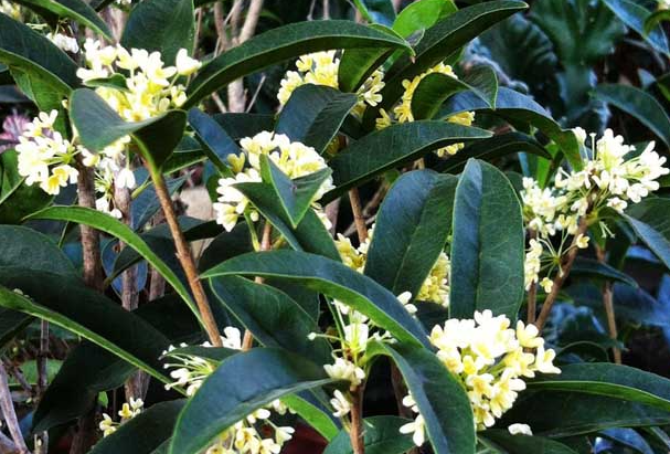 结籽月桂和月桂哪个花期长