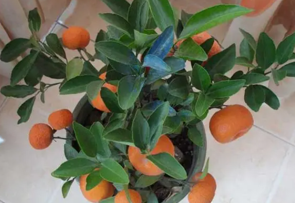 桔子树浇水的最佳时间