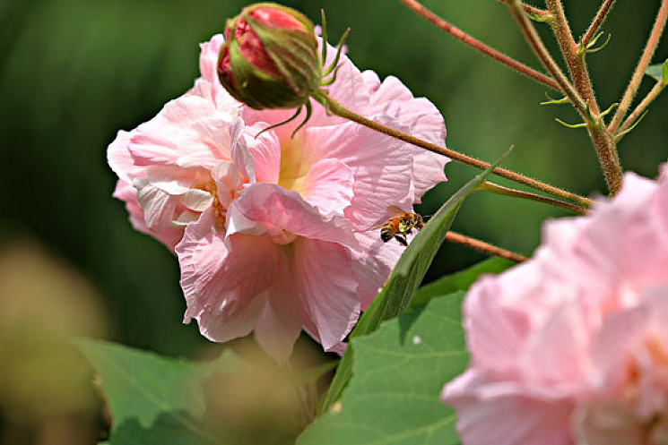 芙蓉花掰个叉能活吗