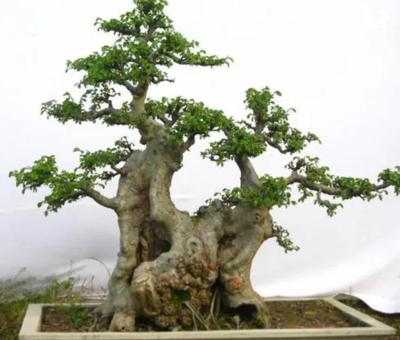 榆树盆景一年修剪几次