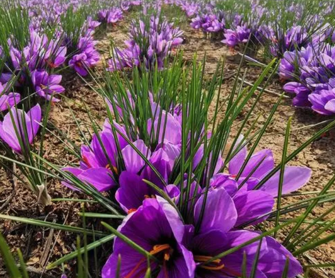 怎样种植藏红花种球