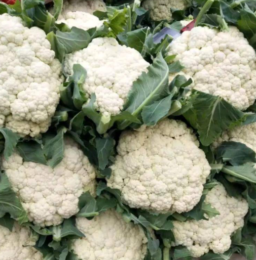 花菜8月能种植吗