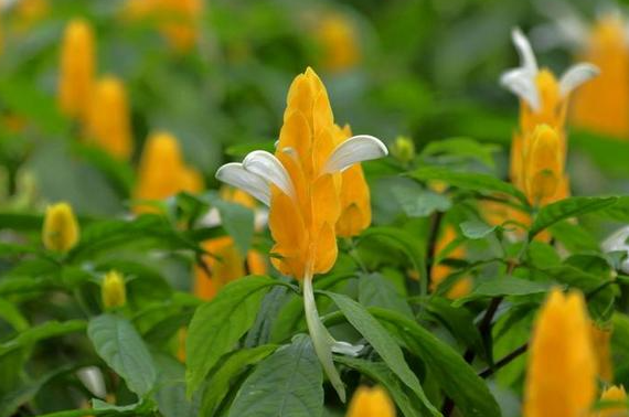 金苞花能养几年