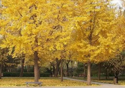 银杏树能种在自家院内吗