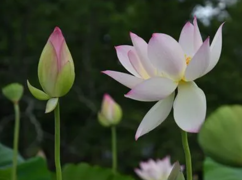 荷花生长过程六个阶段