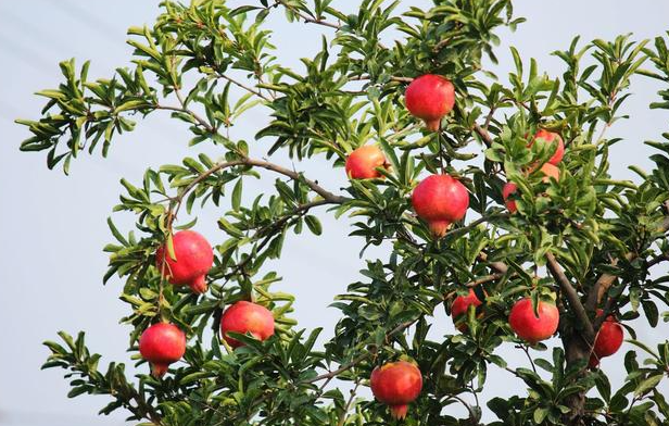 石榴树可以晒太阳吗