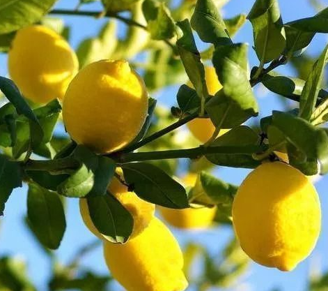 柠檬树施复合肥好吗