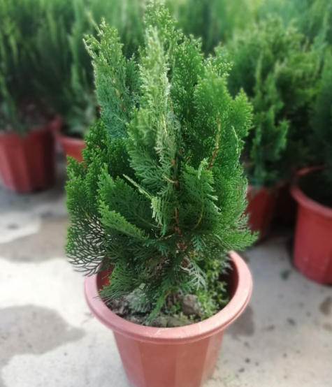 柏树家里能栽吗