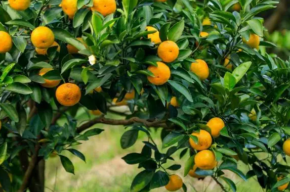 柑橘树能挂果多少年