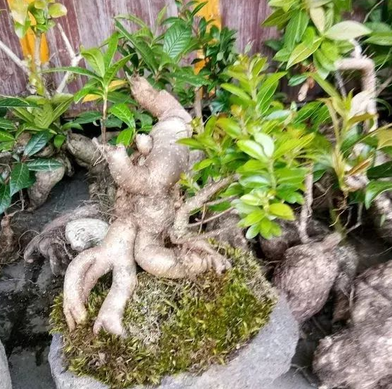 树萝卜生桩怎么栽