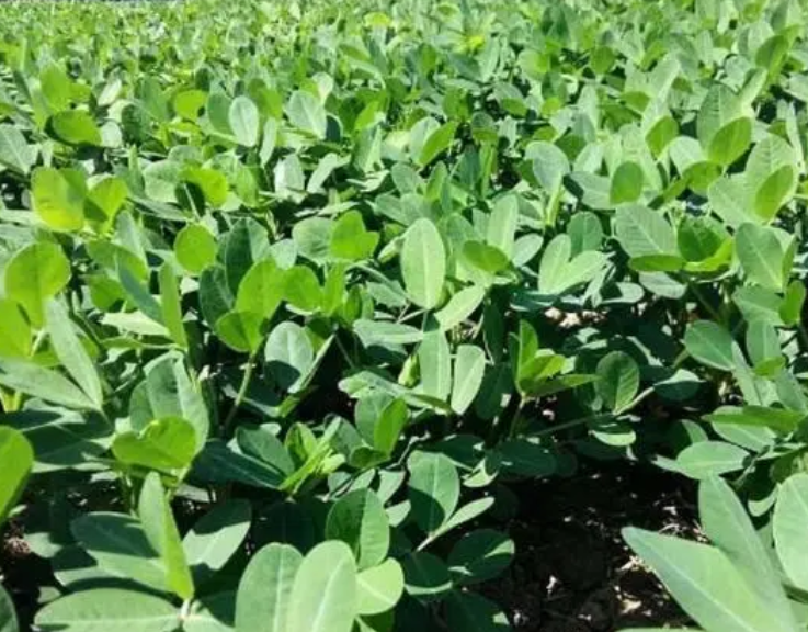 花生的生长期是多少天