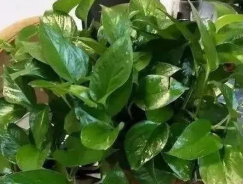 拿什么浇花叶子比较绿