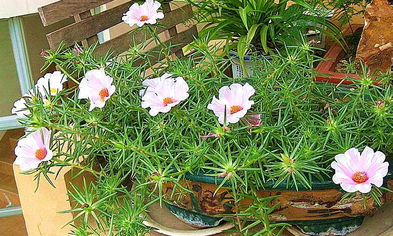 太阳花的浇水方法