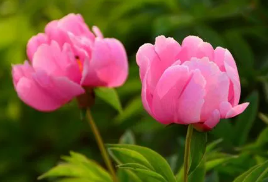 芍药花有哪些品种