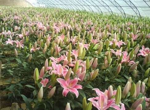 百合花种植与管理要点