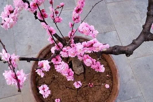 梅花需要什么样的土