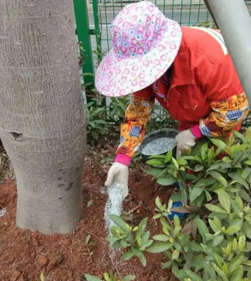 几月份给树木施肥最好