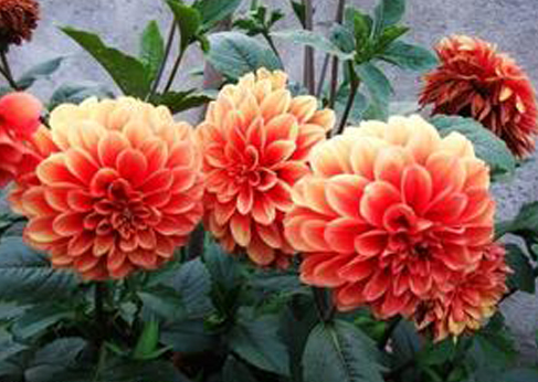 大丽花烂根了补救方法