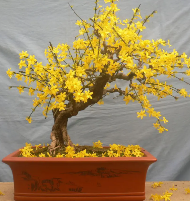 迎春花盆景什么时候剪枝最好