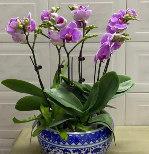 蝴蝶兰适合用什么花盆