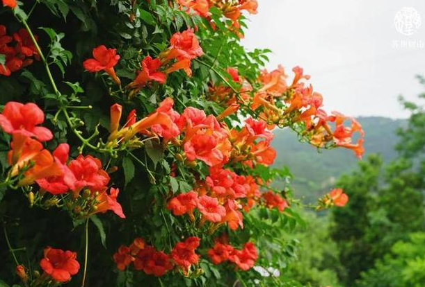 凌霄花8月栽种能活吗