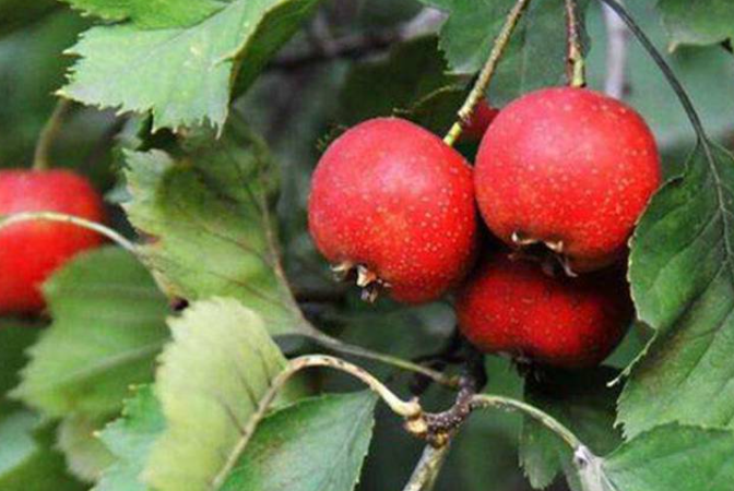 山楂籽能种出来树苗吗