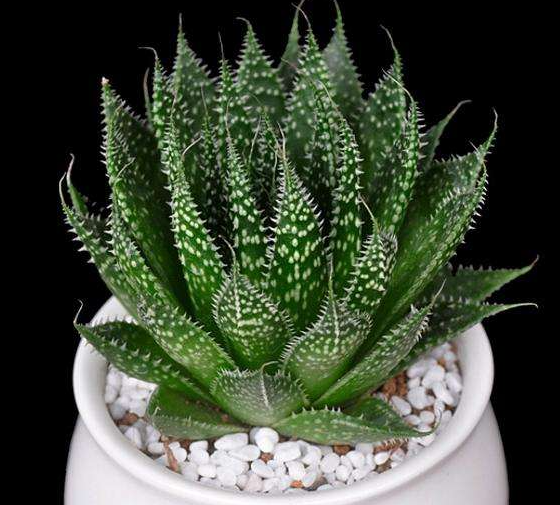 波路开花后要剪掉吗