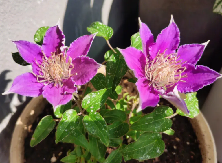 铁线莲多久开花