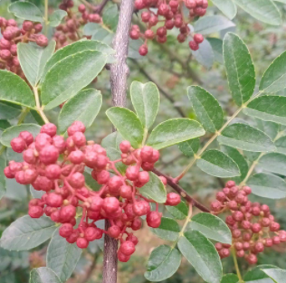 六月红花椒是什么品种