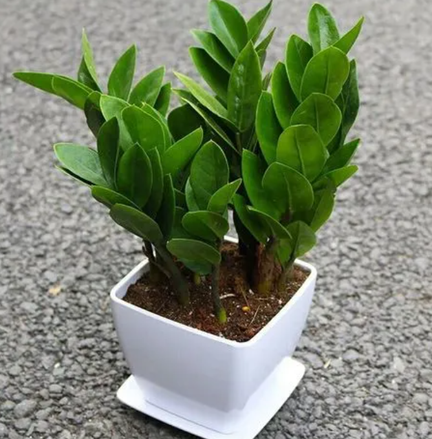 金钱树小苗多久可以长大