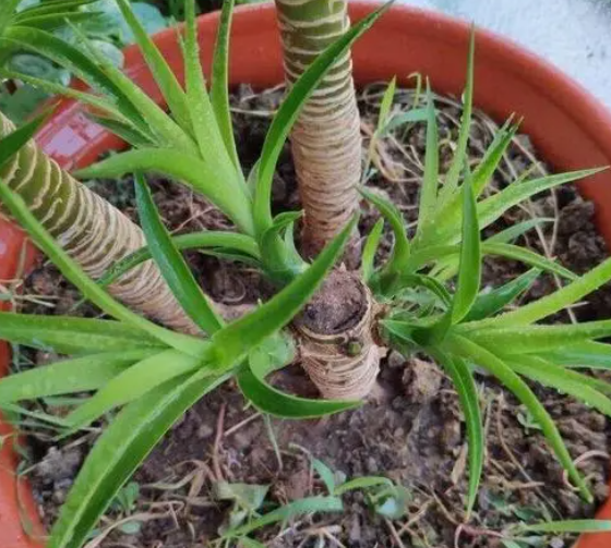 龙须树的扦插的方法