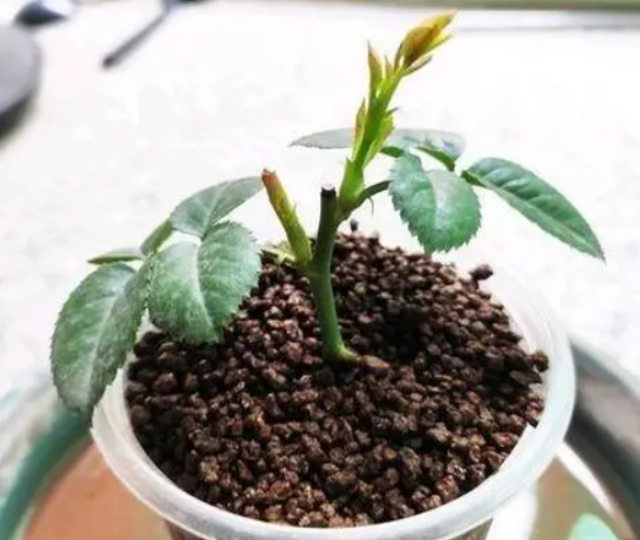 月季花什么时候扦插