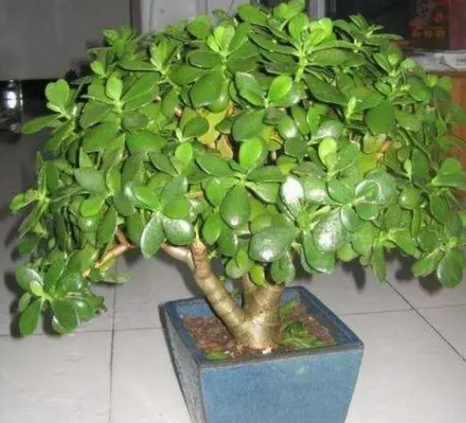 玉树有毒吗 可以室内养吗