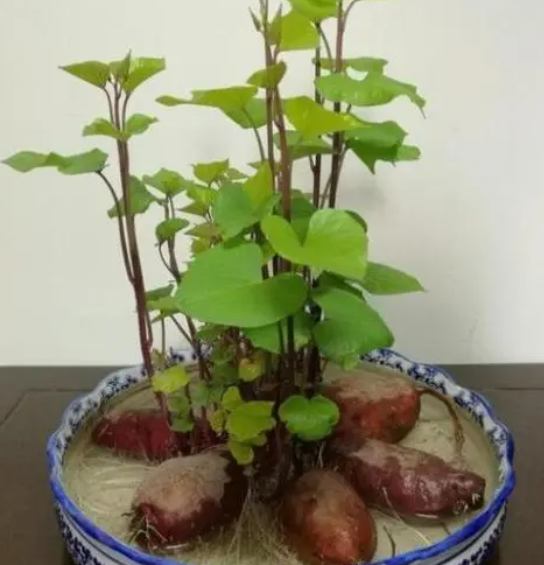 红薯种在花盆里会结红薯吗