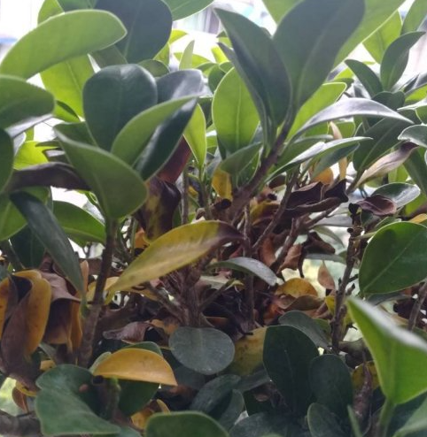 小榕树叶子发黄脱落